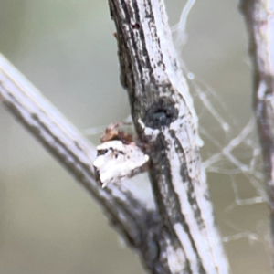 Phoroncidia sextuberculata at Mount Ainslie - 9 Dec 2023