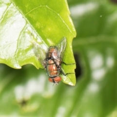 Unverified Blow fly (Calliphoridae) at Higgins, ACT - 9 Dec 2023 by AlisonMilton