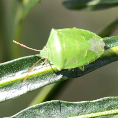Cuspicona simplex (Green potato bug) at Ainslie, ACT - 9 Dec 2023 by Hejor1