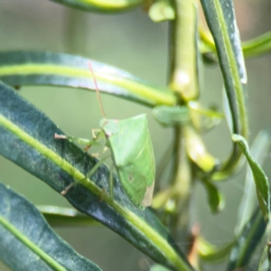 Cuspicona simplex at Mount Ainslie - 9 Dec 2023