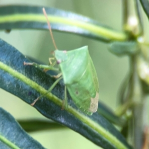 Cuspicona simplex at Mount Ainslie - 9 Dec 2023