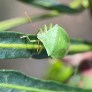 Cuspicona simplex at Mount Ainslie - 9 Dec 2023