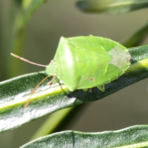 Cuspicona simplex at Mount Ainslie - 9 Dec 2023