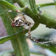 Theridion pyramidale (Tangle-web spider) at Ainslie, ACT - 9 Dec 2023 by Hejor1