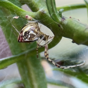 Theridion pyramidale at Mount Ainslie - 9 Dec 2023 12:57 PM