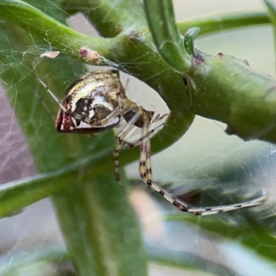 Theridion pyramidale (Tangle-web spider) at Mount Ainslie - 9 Dec 2023 by Hejor1