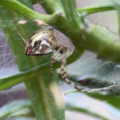 Theridion pyramidale at Mount Ainslie - 9 Dec 2023 12:57 PM