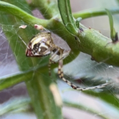 Theridion pyramidale at Mount Ainslie - 9 Dec 2023