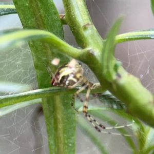 Theridion pyramidale at Mount Ainslie - 9 Dec 2023 12:57 PM