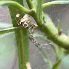 Theridion pyramidale at Mount Ainslie - 9 Dec 2023