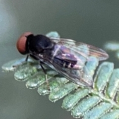 Lindneromyia sp. (Flat-footed fly) at Ainslie, ACT - 9 Dec 2023 by Hejor1