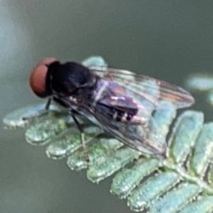 Lindneromyia sp. at Mount Ainslie - 9 Dec 2023