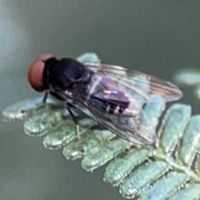 Lindneromyia sp. (Flat-footed fly) at Mount Ainslie - 9 Dec 2023 by Hejor1