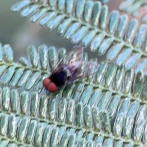 Lindneromyia sp. at Mount Ainslie - 9 Dec 2023