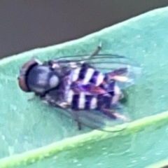 Lindneromyia sp. at Mount Ainslie - 9 Dec 2023 12:50 PM