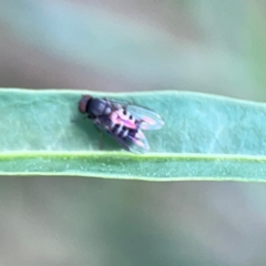 Lindneromyia sp. at Mount Ainslie - 9 Dec 2023 12:50 PM