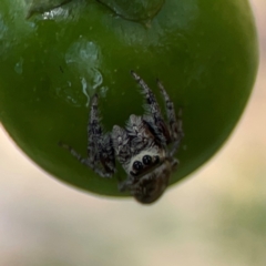 Opisthoncus sp. (genus) (Unidentified Opisthoncus jumping spider) at Ainslie, ACT - 9 Dec 2023 by Hejor1