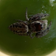 Opisthoncus sp. (genus) at Mount Ainslie - 9 Dec 2023