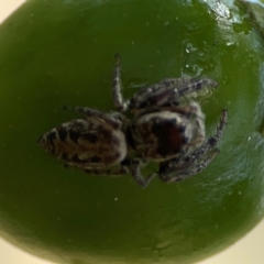 Opisthoncus sp. (genus) at Mount Ainslie - 9 Dec 2023 12:57 PM