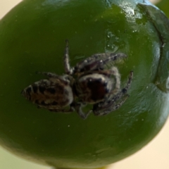 Opisthoncus sp. (genus) at Mount Ainslie - 9 Dec 2023