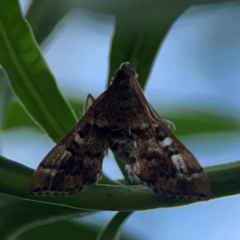 Nacoleia rhoeoalis (Spilomelinae) at Mount Ainslie - 9 Dec 2023 by Hejor1