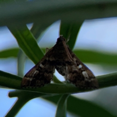 Nacoleia rhoeoalis at Mount Ainslie - 9 Dec 2023 12:58 PM