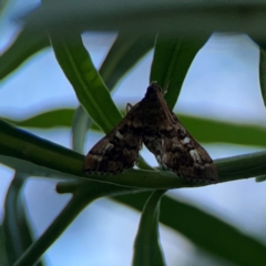 Nacoleia rhoeoalis at Mount Ainslie - 9 Dec 2023 12:58 PM