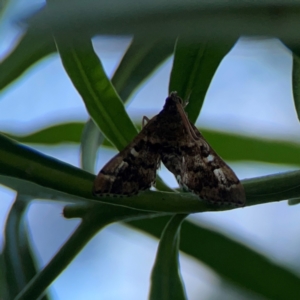 Nacoleia rhoeoalis at Mount Ainslie - 9 Dec 2023