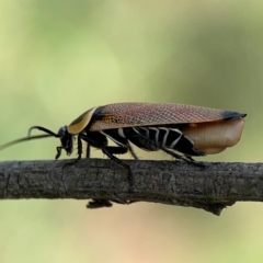 Ellipsidion australe (Austral Ellipsidion cockroach) at Mount Ainslie - 9 Dec 2023 by Hejor1