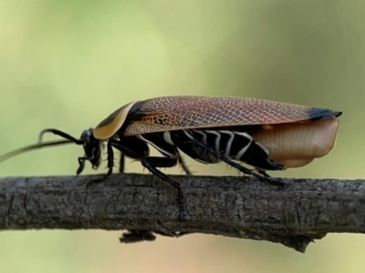 Ellipsidion australe (Austral Ellipsidion cockroach) at Mount Ainslie - 9 Dec 2023 by Hejor1