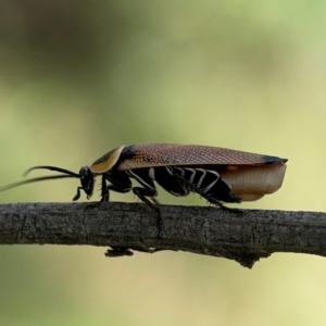 Ellipsidion australe at Mount Ainslie - 9 Dec 2023 01:01 PM