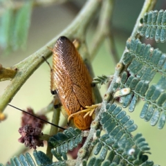 Ellipsidion australe at Mount Ainslie - 9 Dec 2023