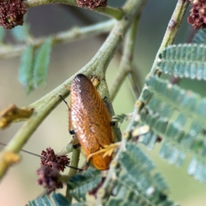 Ellipsidion australe at Mount Ainslie - 9 Dec 2023