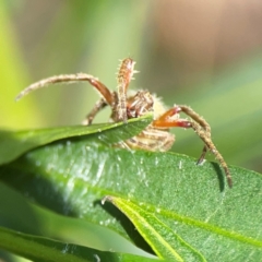 Salsa fuliginata (Sooty Orb-weaver) at Ainslie, ACT - 9 Dec 2023 by Hejor1