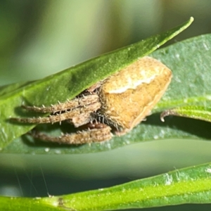 Salsa fuliginata at Mount Ainslie - 9 Dec 2023