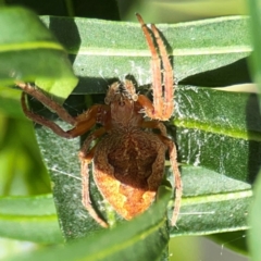 Araneus hamiltoni at Ainslie, ACT - 9 Dec 2023 by Hejor1