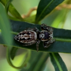 Opisthoncus serratofasciatus at Mount Ainslie - 9 Dec 2023 01:05 PM