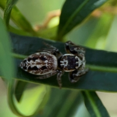 Opisthoncus serratofasciatus at Mount Ainslie - 9 Dec 2023