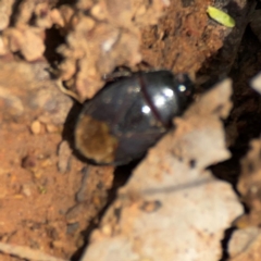 Adrisa sp. (genus) (Burrowing Bug) at Ainslie, ACT - 9 Dec 2023 by Hejor1