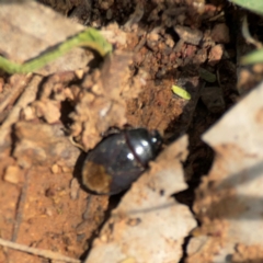 Adrisa sp. (genus) at Mount Ainslie - 9 Dec 2023