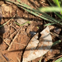 Adrisa sp. (genus) at Mount Ainslie - 9 Dec 2023