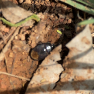 Adrisa sp. (genus) at Mount Ainslie - 9 Dec 2023