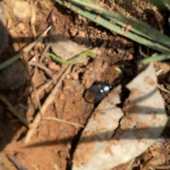 Adrisa sp. (genus) at Mount Ainslie - 9 Dec 2023