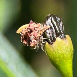 Neuroptera (order) at Mount Ainslie - 9 Dec 2023 01:07 PM