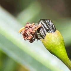 Neuroptera (order) at Mount Ainslie - 9 Dec 2023 01:07 PM