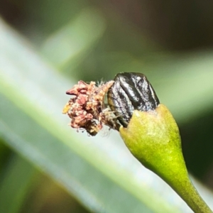 Neuroptera (order) at Mount Ainslie - 9 Dec 2023