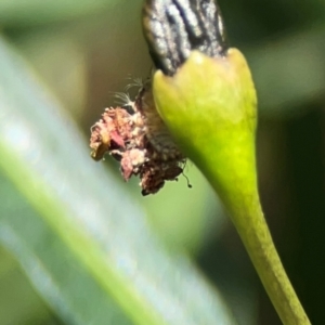 Neuroptera (order) at Mount Ainslie - 9 Dec 2023