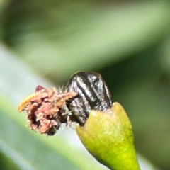 Neuroptera (order) at Mount Ainslie - 9 Dec 2023