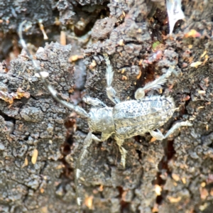 Ancita sp. (genus) at Mount Ainslie - 9 Dec 2023