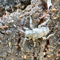 Ancita sp. (genus) (Longicorn or longhorn beetle) at Ainslie, ACT - 9 Dec 2023 by Hejor1